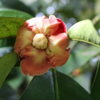 Garcinia mangostana L.